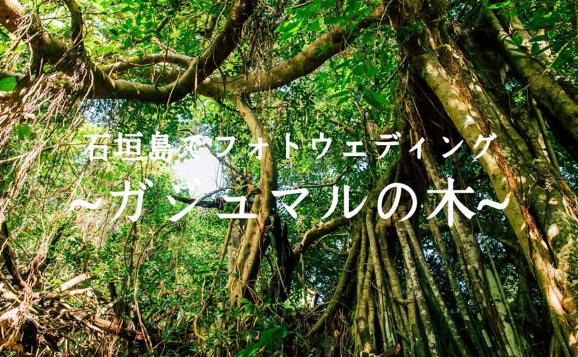 石垣島北部のガジュマルの木でフォトウェディング -Prewedding at Banyan tree-