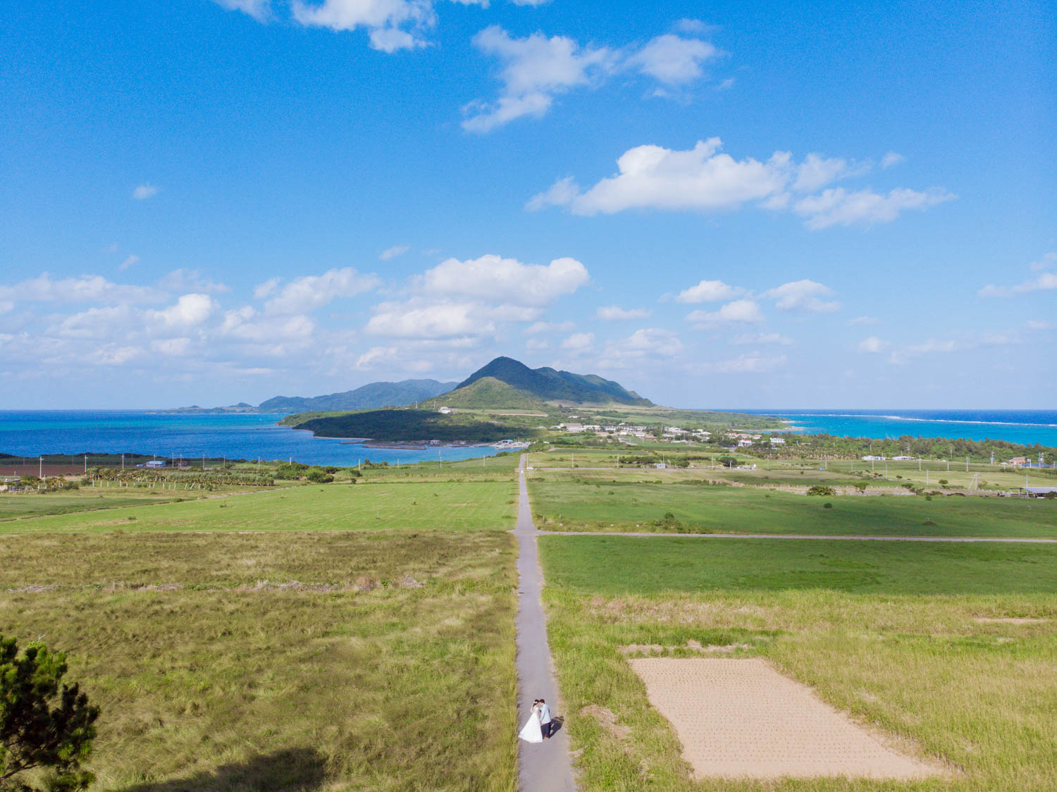 さとうきび畑でドローン