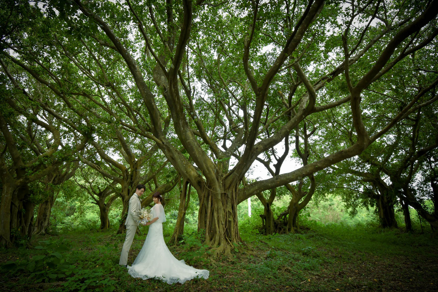 ガジュマルの木