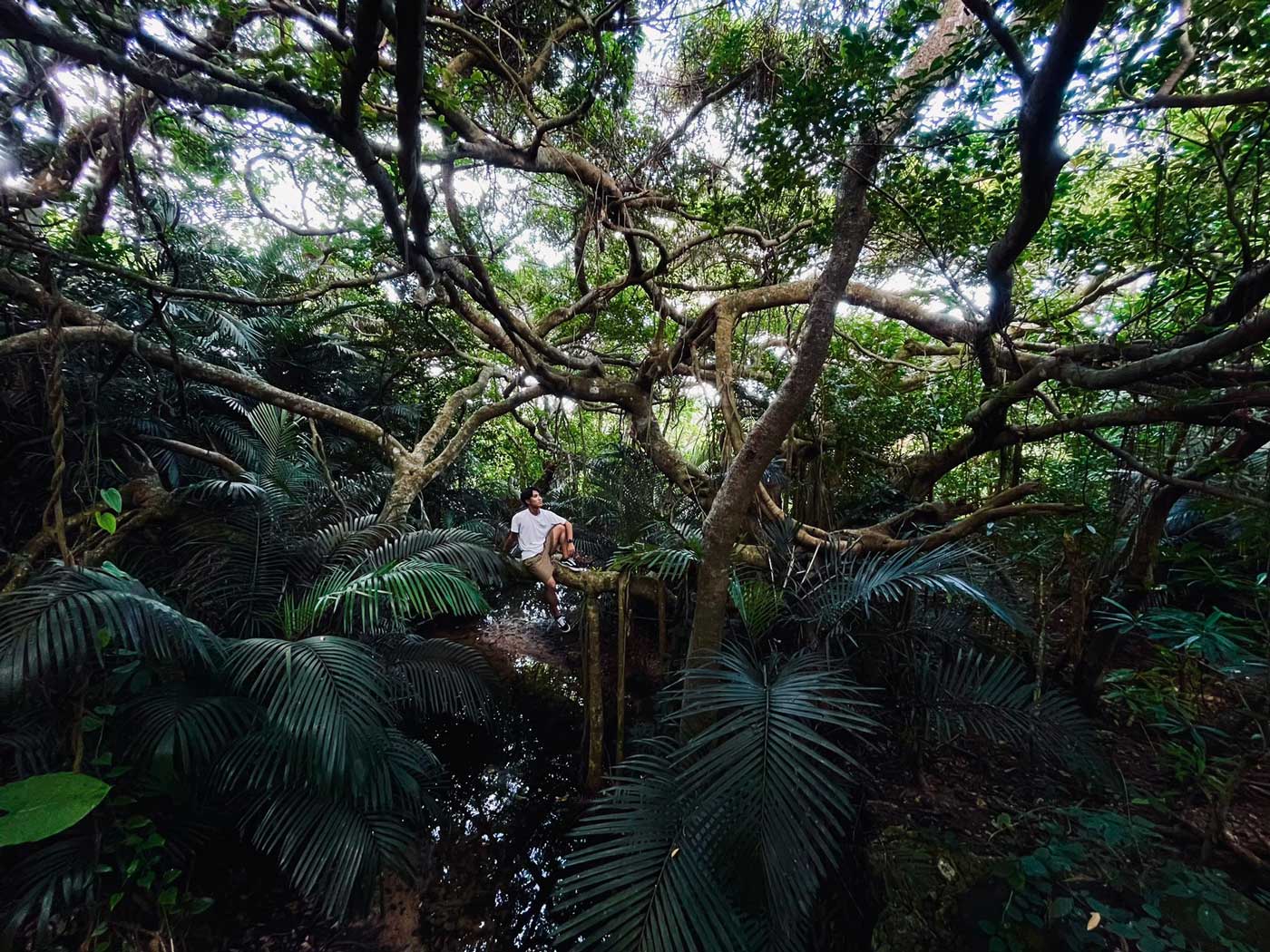 木登りショット