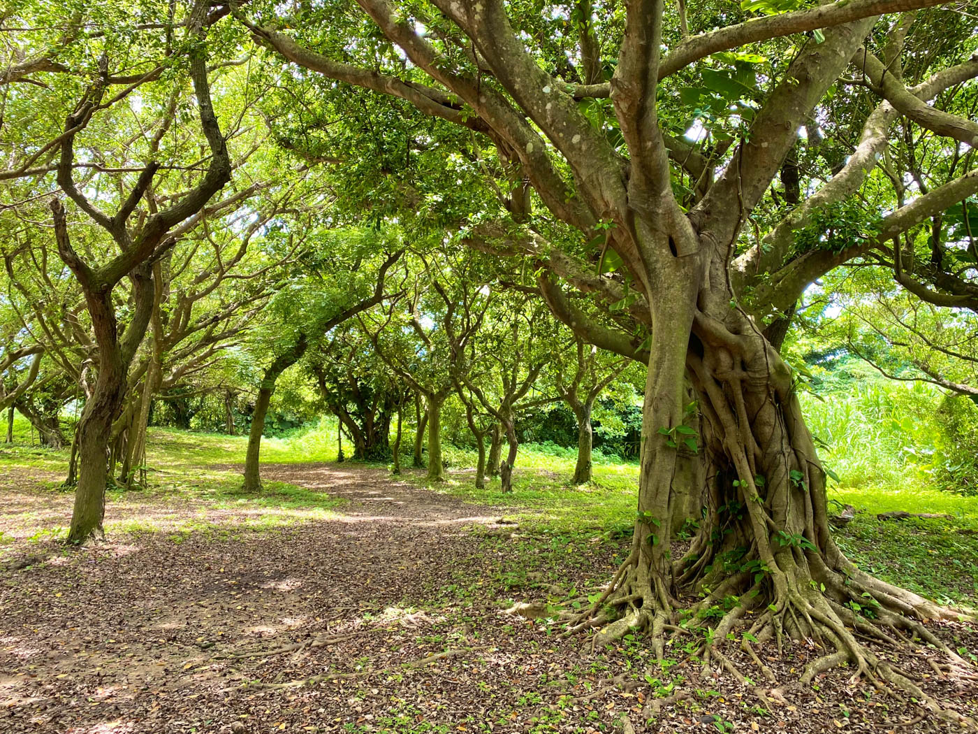 石垣島のガジュマル