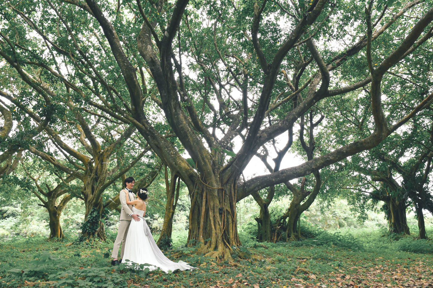 大きなガジュマルの下で